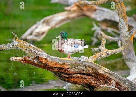 Männliche Stockente balanciert auf einem verwitterten Baumstamm in einem Teich mit grünem Hintergrund Stockfoto