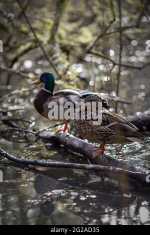 Mallard drake und Henne saßen auf einem Ast, der auf dem Wasser in einem Oregon Lake lag Stockfoto