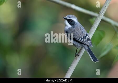 Grauer Bushchat (Saxicola ferreus), männlich, dorsale Ansicht, auf Ast gehockt, Jailigongshan, western Yunnan, China 2. Januar 2019 Stockfoto