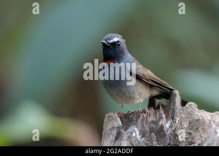 Rüssler-Gorgongshan-Fliegenfänger (Muscicapa strophia), männlich, Jailigongshan, West-Yunnan, China 2. Januar 2019 Stockfoto