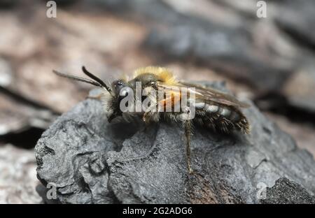 Männliche Heidelbeer-Bergbiene, Andrena lapponica auf verbrannter Kiefernrinde mit den parasitären Larven des Ölkäfers, Meloe violaceus Stockfoto