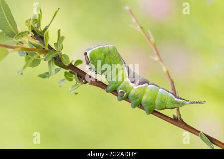 Puss-Mottenlarve, Cerura vinua auf salix-Zweig, Nahaufnahme mit verschwommenem Hintergrund Stockfoto