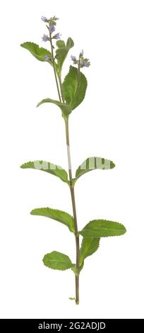 Heath Speedwell, Veronica officinalis isoliert auf weißem Hintergrund Stockfoto