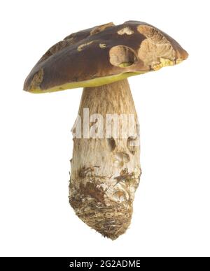 Penny Bun, Boletus edulis von Tieren auf weißem Hintergrund isoliert beschädigt Stockfoto