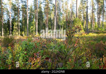 Heidelbeer-Zweige mit reifen Blaubeeren vor dem sonnenbeschienenen Wald im Frühherbst Stockfoto