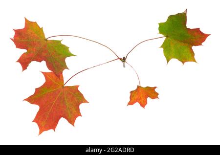 Norway Ahorn, Acer platanoides Blätter in Herbstfarben isoliert auf weißem Hintergrund Stockfoto