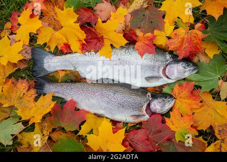 Frische Regenbogenforelle, Oncorhynchus mykiss im Herbst ist dieser Fisch ein beliebter Wildfisch und wird oft in Seen implantiert Stockfoto