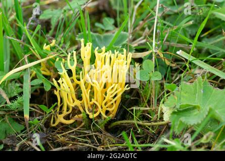 Korallenpilze, Clavulinopsis corniculata, die unter Gras wachsen Stockfoto