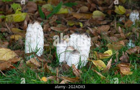 Zottelige Tintenkappe, Coprinus comatus in natürlicher Umgebung Stockfoto