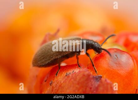 Dunkelkäfer, Lagria hirta auf Moltebeere Stockfoto