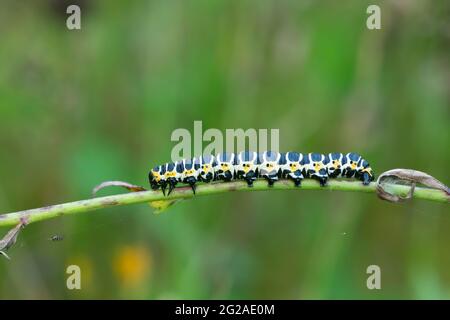 Salathai, Cucullia lactucae Larve auf der Pflanze Stockfoto