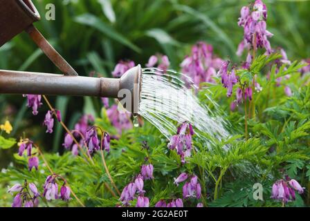 Gießkannen gießen Wasser auf blühende Pacific Bleeding Heart Flowers im Garten Stockfoto