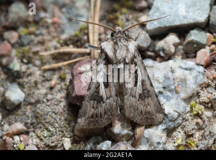 Archer's Dart, Agrotis vestigialis auf Felsen, Makrofoto Stockfoto