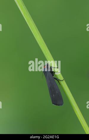 Rothaltiger Fußmann, Atolmis rubricollis auf Stroh Stockfoto