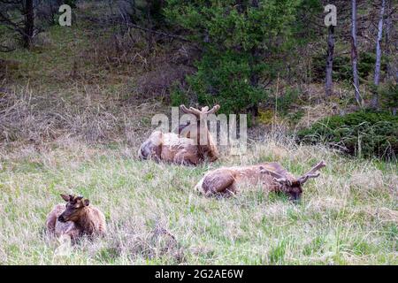 Männlicher Elch, der im Frühling horizontal im Yellowstone National Park, Wyoming, gebettet wurde Stockfoto