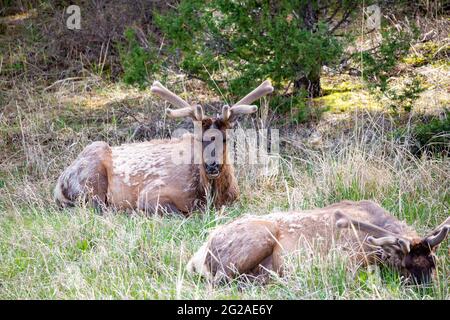 Männlicher Elch, der im Frühling horizontal im Yellowstone National Park, Wyoming, gebettet wurde Stockfoto