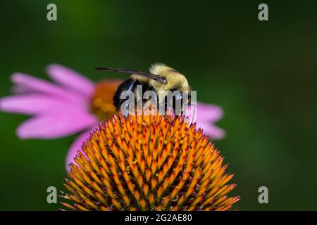 Bumble Biene auf Nektar aus lila Koneflower Wildflower füttern. Konzept der Insekten- und Wildtierschutz, Lebensraumschutz, und Hinterhofblume Stockfoto