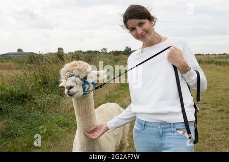 Eine Frau mit einem Alpaka an der Leine Stockfoto