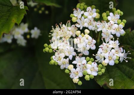 Makro von Blumen auf einem Arrowwood viburnum Strauch Stockfoto