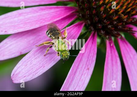 Nahaufnahme der grünen weiblichen Schweißbiene auf der purpurnen Kegelblume. Konzept des Insekten- und Wildtierschutzes, der Erhaltung von Lebensräumen und des Gartenblumengartens Stockfoto