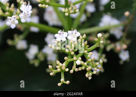 Makro von Blumen auf einem Arrowwood viburnum Strauch Stockfoto