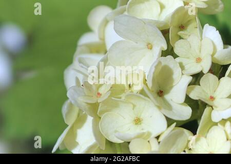 Makro von Blumen auf einem Cranberry Schneeballstrauch Stockfoto