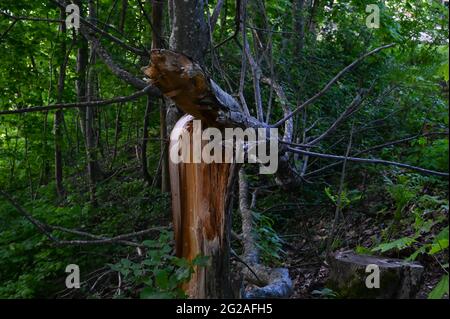 Nahaufnahme eines gebrochenen Baumes im Wald Stockfoto