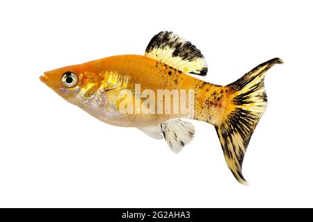 Gefleckte LyRetail Molly Poecilia sphenops vetiprovidentiae Aquarienfische Stockfoto