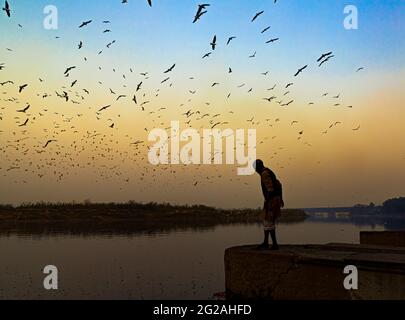 sibirische Kraniche oder Möwen fliegen über den yamuna-Fluss in delhi. Stockfoto