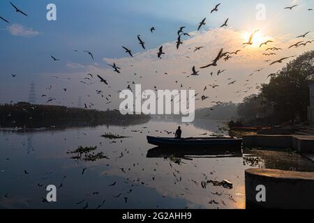 Ein Boot im Fluss und sibirische Kraniche oder Möwen fliegen über yamuna Fluss in delhi. Stockfoto