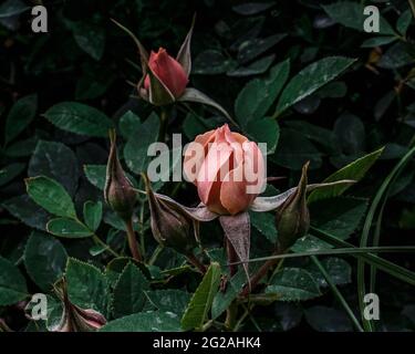 Rosa Rose blüht in der späten Nachmittagssonne Stockfoto