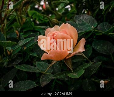 Rosa Rose blüht in der späten Nachmittagssonne Stockfoto