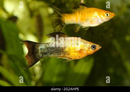 Gefleckte LyRetail Molly Poecilia sphenops vetiprovidentiae Aquarienfische Stockfoto