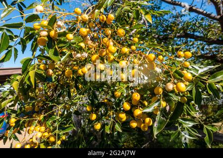 Weiße Zedernbaumkerne (Melia azedarach). Stockfoto