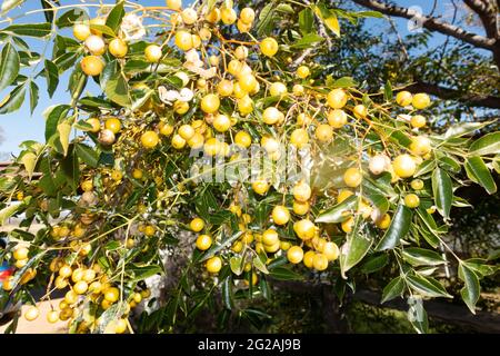 Weiße Zedernbaum (Melia azedarach) Samen. Stockfoto