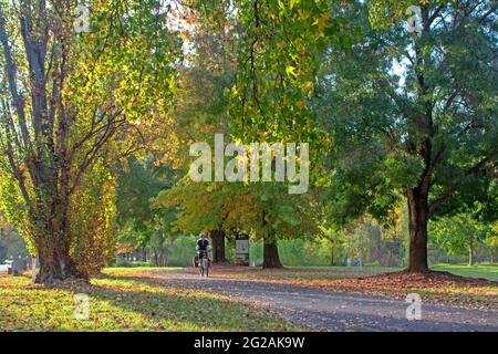 Mit dem Fahrrad durch Myrtleford auf dem Murray to Mountain Rail Trail Stockfoto