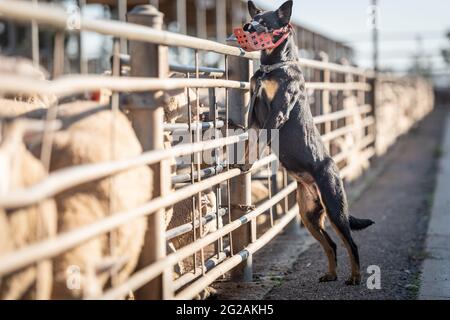 Schafverkaufstag bei Wagga Wagga Saleyards, NSW, Australien Stockfoto