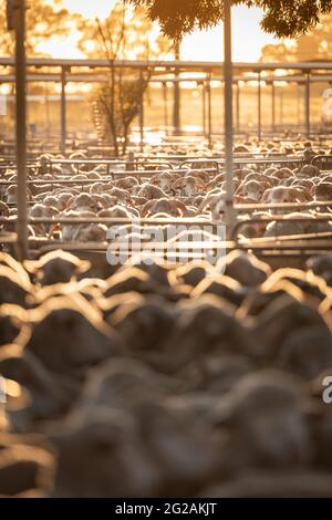 Schafverkaufstag bei Wagga Wagga Saleyards, NSW, Australien Stockfoto