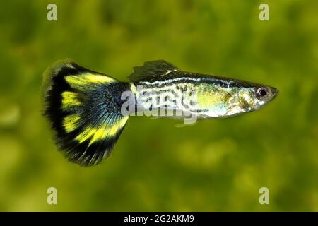Cobra Guppy Fisch Aquarienfisch Poecilia reticulata Bunte Regenbogen tropisch Stockfoto