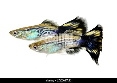 Cobra Guppy Fisch Aquarienfisch Poecilia reticulata Bunte Regenbogen tropisch Stockfoto