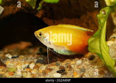 Honiggurami Trichogaster chuna tropischer Aquarienfisch isoliert auf weiß Stockfoto