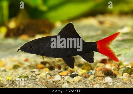 Rotfeuerschwanz Hai Wels Epalzeorhynchos bicolor Aquarium Fische isoliert Stockfoto