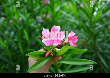 Hand hält einen Zweig der leuchtend rosa Oleander Blüte im Hintergrund eines grünen Garten Blätter Stockfoto