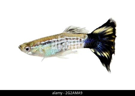 Cobra Guppy Fisch Aquarienfisch Poecilia reticulata Bunte Regenbogen tropisch Stockfoto