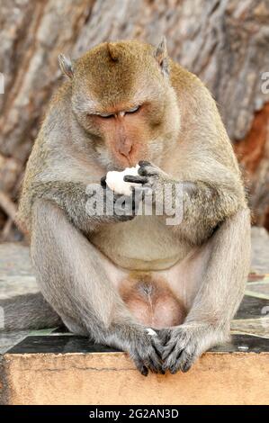 Makaken Affen essen Nahrung Stockfoto