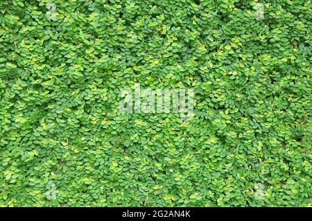 Grüne klettern Abb. Anlage an der Wand als Hintergrund Stockfoto