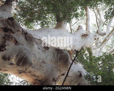 Scribbly Gum Tree reicht in den Himmel, blickt auf weiße silberfarbene graue Stämme zu Zweigen, Baldachin von grünen Kaugummiblättern, australische Landschaft, Eukalyptus Stockfoto