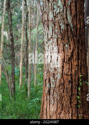 Wunderschönes natürliches Licht fällt auf diesen Stamm aus Swamp-Mahagoni mit rötlich brauner Rinde, gebürstet mit hellgrünem Moos, im australischen Buschland Stockfoto