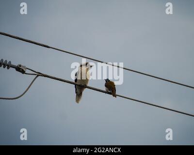 Vogel auf einem Draht. Hängen Sie sich mit einem Freund auf! Eine Kookaburra und ein kleinerer Honeyeater mit Blaugesichtengesichtenem sitzen auf einer Stromleitung zusammen. Australier, zwei Vögel Stockfoto