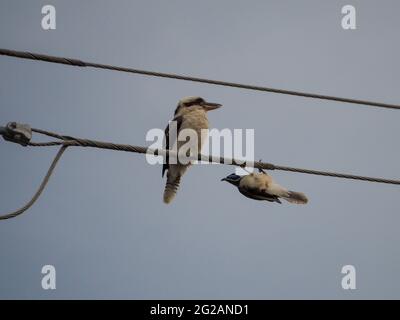 Kookaburra, zwei australische Vögel, sitzt auf einer Stromleitung und ignoriert scheinbar die Blaugesichtigen Honeyeater, die sich am Draht unter dem Vogel an einem Draht festklammern Stockfoto